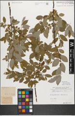 Foto von Salix myrsinifolia Salisb.